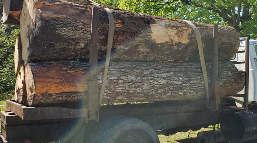 timber, logs, logging, loggers, crawford tn, loggers in crawford tn, forestry, forest management, forestry services, clear-cut timber, select-cut timber