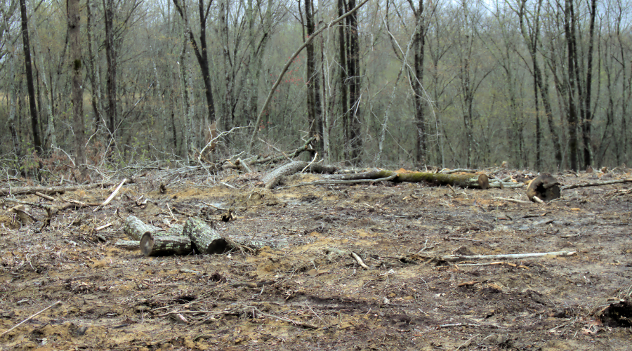 selling trees, sale trees, logging, forest management, forestry service, Crawford TN, TN logging, loggers, Robbie Miller, Miller Farms