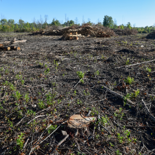 clear-cut logging, forest management, forestry, loggers, crawford tn, tn logging