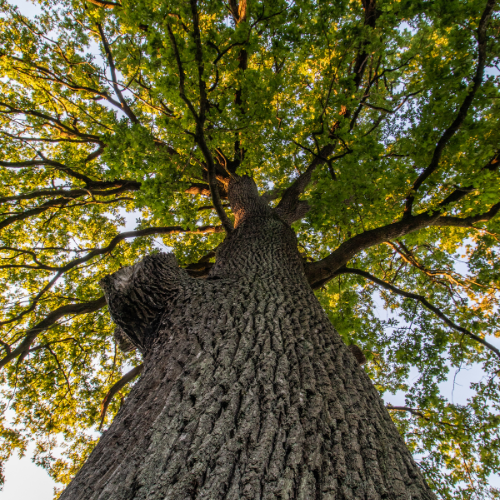 Large trees keep smaller trees from developing naturally, causing them to be thin and tall.