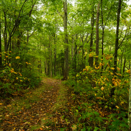 Logging is part of forest management that benefits the environment and economy.