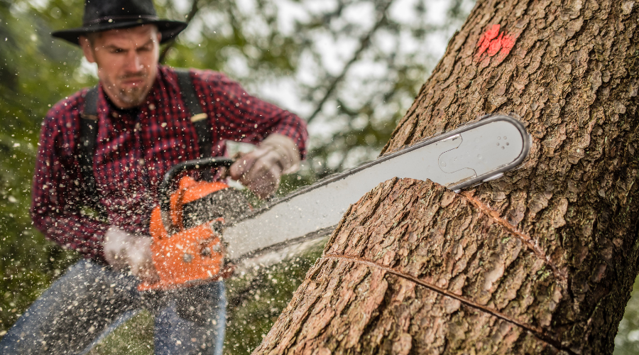 Logging Trees: A Dangerous Job, forestry, forestry management, tree loggers, logging trees, dangerous job, log removal service, walnut tree buyers, tree log removal, miller farms, overton county, TN, tennessee