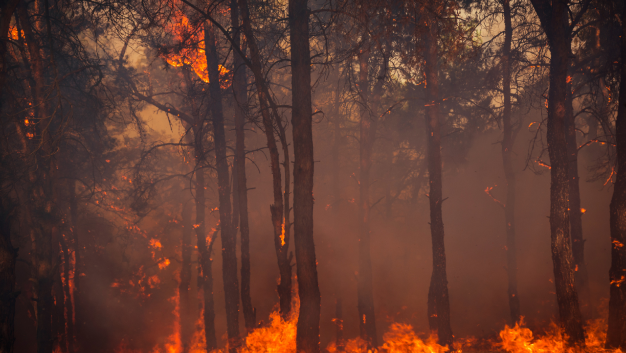 Fire Prevention and Management, wildfire, logging helps prevent forest fires, forestry, miller farms, sustainable logging