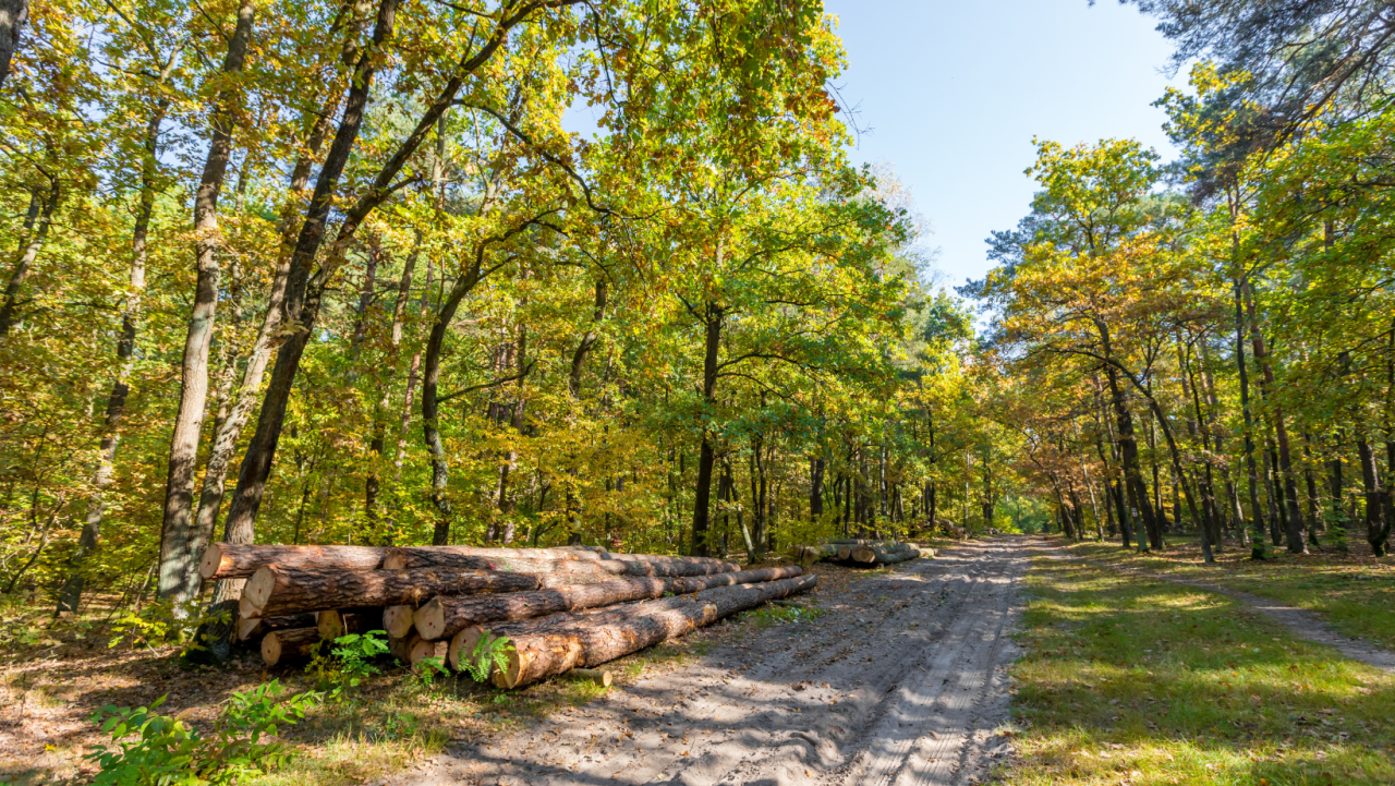 Fire Prevention and Management, wildfire, logging helps prevent forest fires, forestry, miller farms, sustainable logging