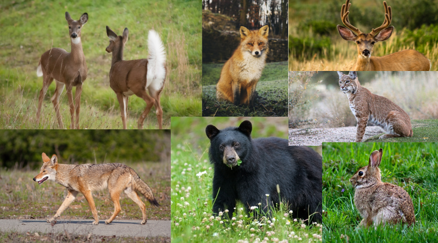 Woodland Wonders: Exploring the Flora and Fauna on the Cumberland Plateau, Miller Farms