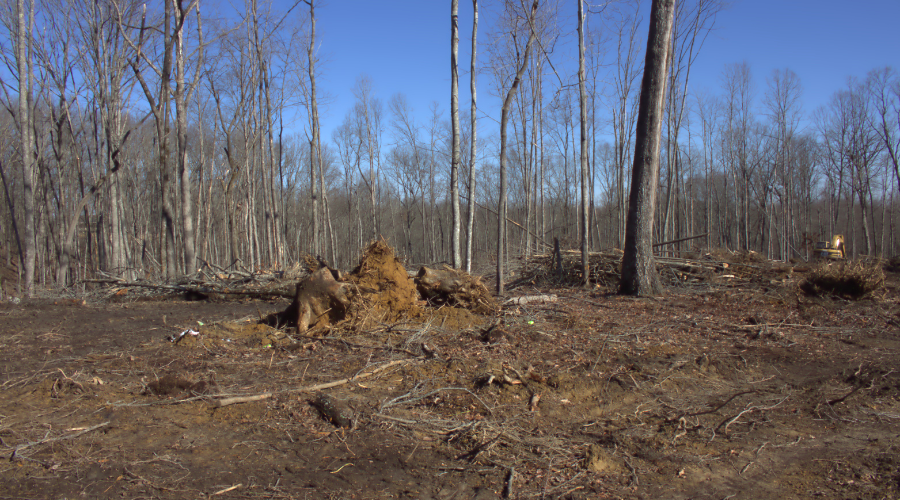 Clearcut home site with select-cut areas surrounding it.