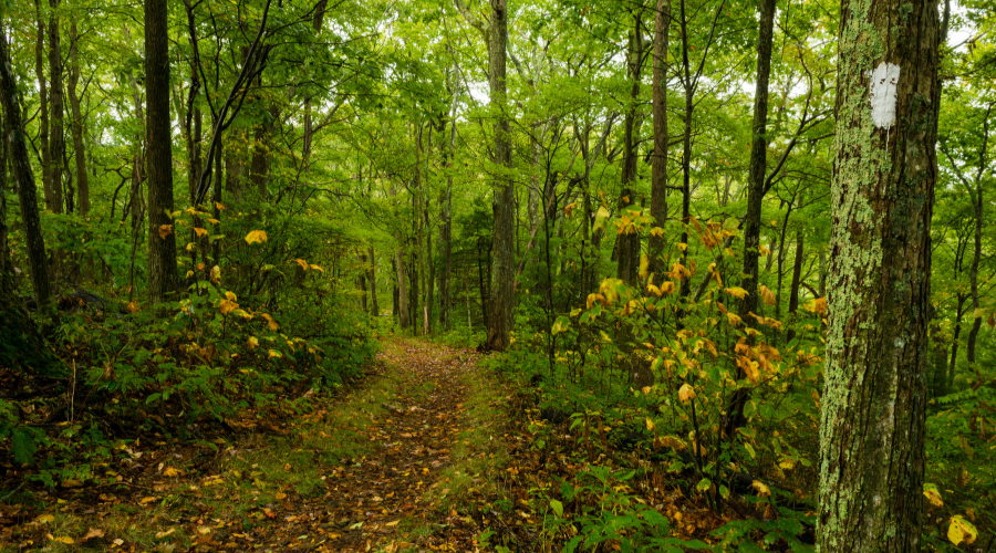 debunk logging myths, logging myths, logging lies, millerfarmstn, miller farms, sustainable logging, family-run logging business