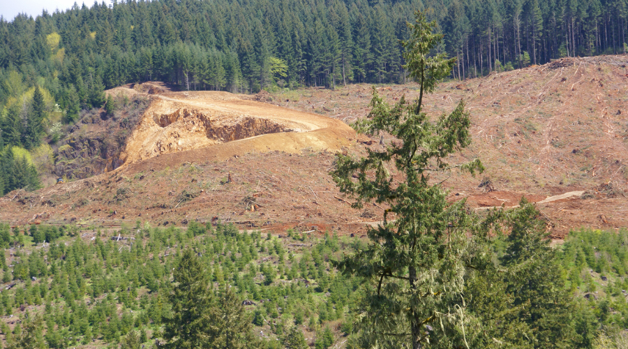 debunk logging myths, logging myths, logging lies, millerfarmstn, miller farms, sustainable logging, family-run logging business